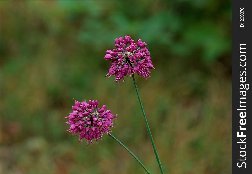 Wild Flowers