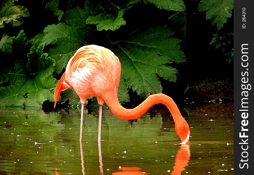 Flamingo filtering water for feed