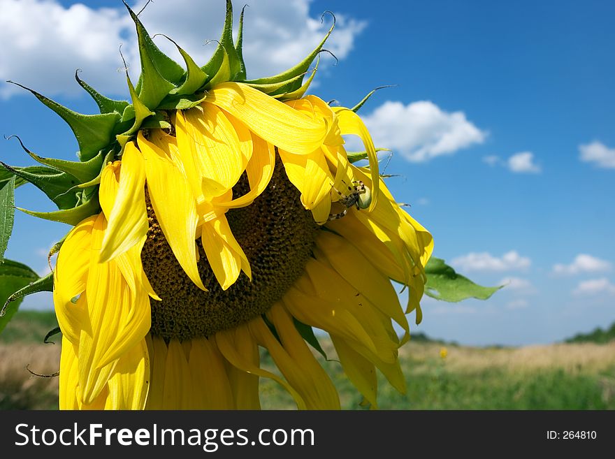 Sunflower with blue sky on background. Sunflower with blue sky on background