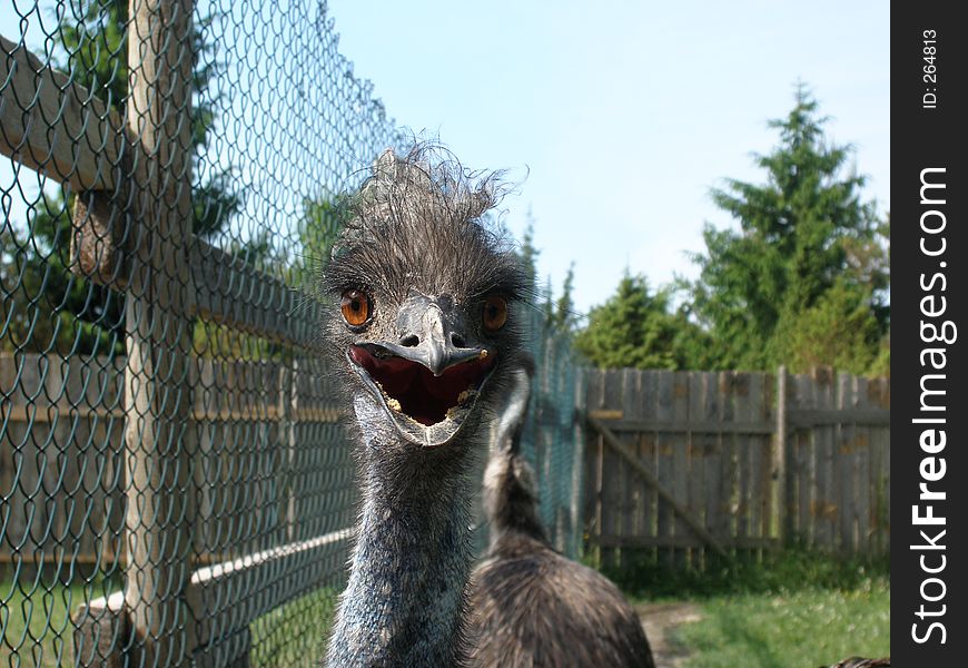 Emu staring straight