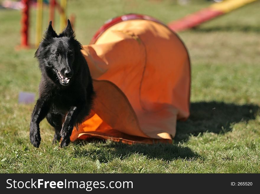 A belgian shepherd - groenendael, running out of tunnel in agility. A belgian shepherd - groenendael, running out of tunnel in agility