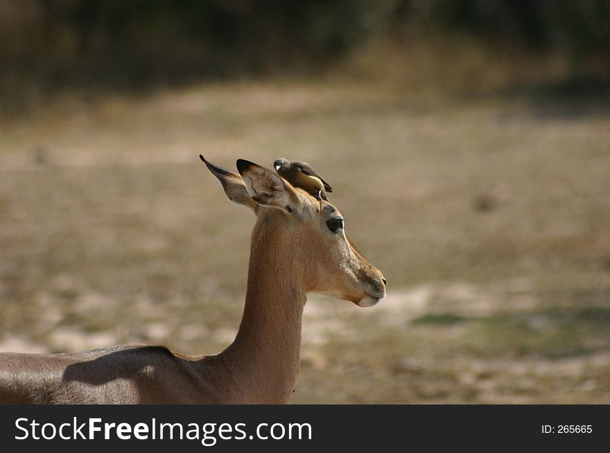Oxpecker grooming an impala. Oxpecker grooming an impala