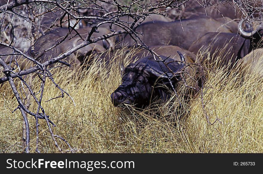 African Buffalo 2