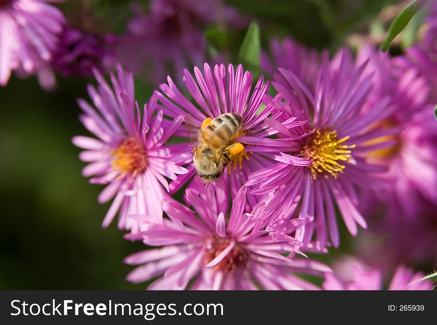 A honey bee gathers pollen from a purple flower. A honey bee gathers pollen from a purple flower