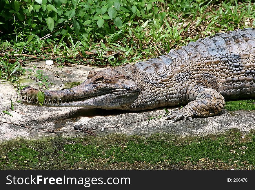 Crocodile close up.