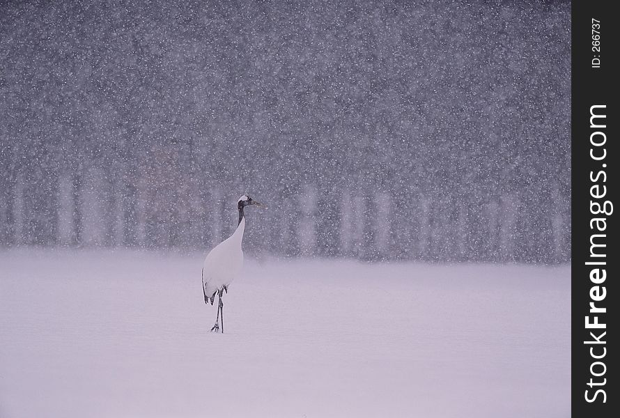 Birds Image