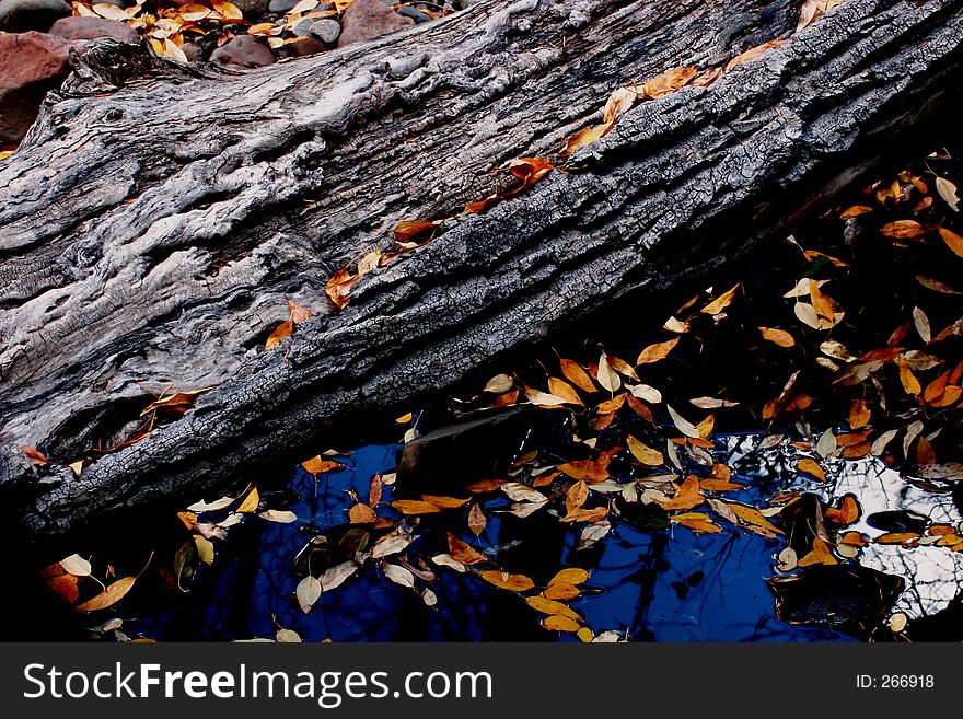 Colorful leaves on a dead wood. Colorful leaves on a dead wood