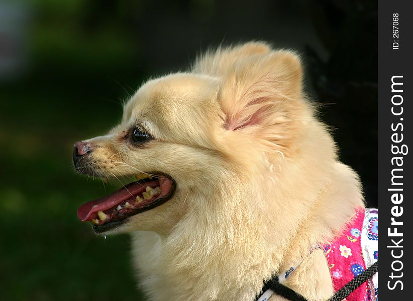 Side profile of a white dog of pomeranian and spitz heritage