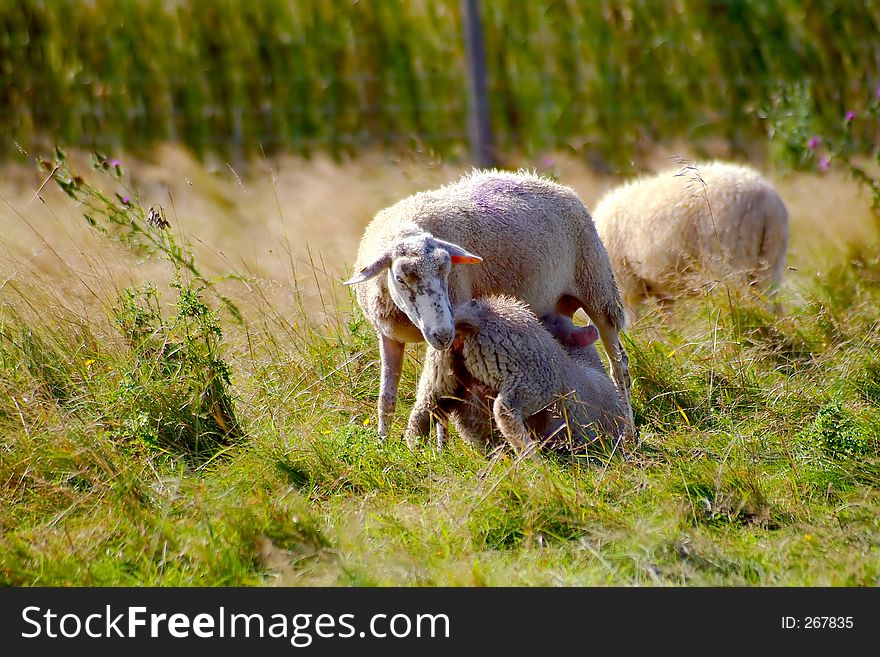 Brebie and lamb on field