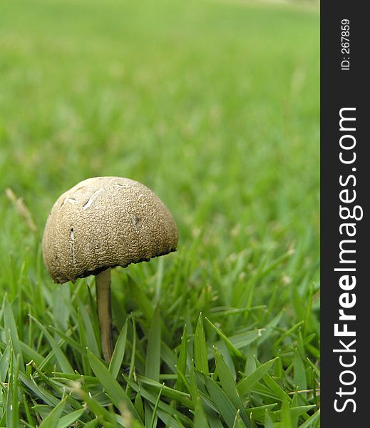 Mushroom growing on the grass field