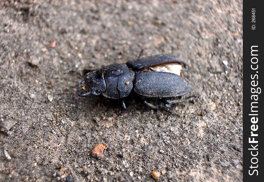 This is a beetle. This is a beetle.