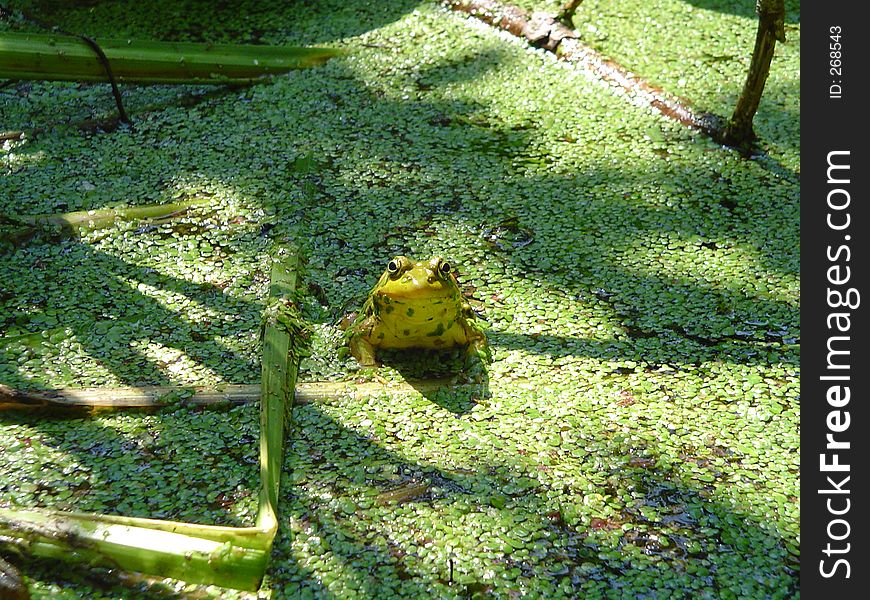 This frog is actually smiling straight into the lens! it was a sunny happy day in his pond. This frog is actually smiling straight into the lens! it was a sunny happy day in his pond.