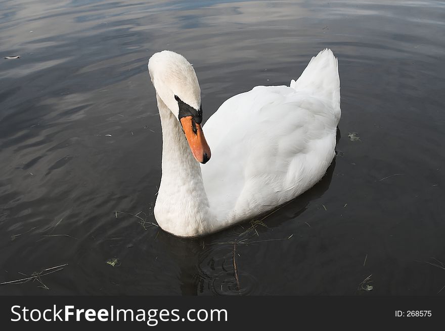 Swan on a pond