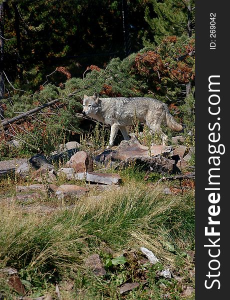 Timber wolf looking to left in brushy area. Timber wolf looking to left in brushy area