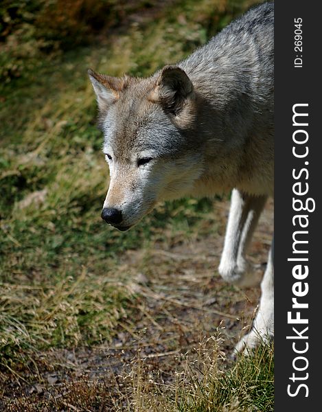 Timber wolf walking on trail - emerging from right - head and shoulders only. Timber wolf walking on trail - emerging from right - head and shoulders only