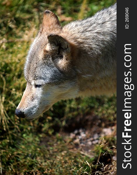 Timber wolf head