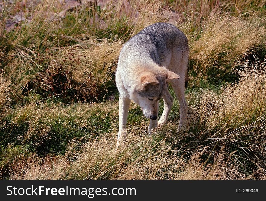 Wolf Looking into Grass