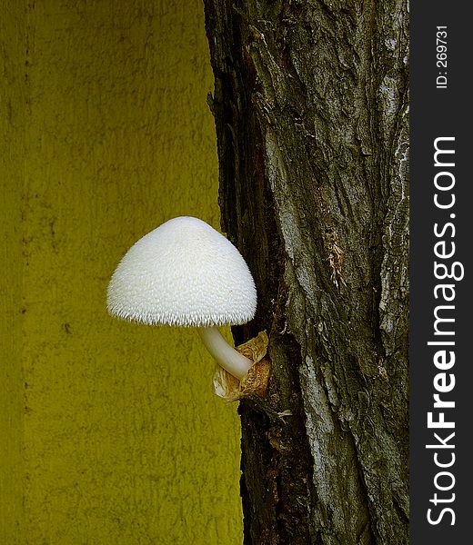 Mushroom, Belgrade fair