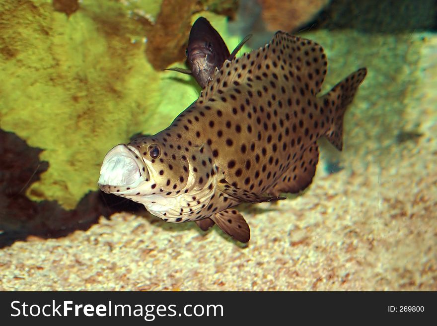 Brown with black spots fish close-up