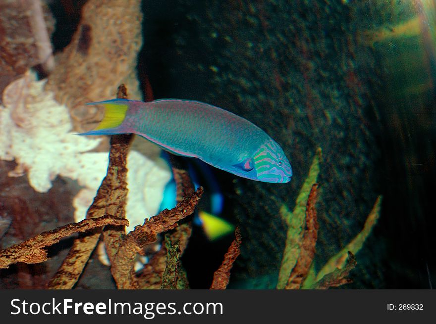 girelle-peacock fish close-up