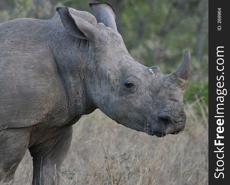 Rhino lazing about in the afternoon