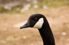 Closeup Of Brant Goose Royalty Free Stock Images
