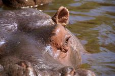 Hippopotamus Royalty Free Stock Photos Hippopotamus Royalty Free Stock Photos