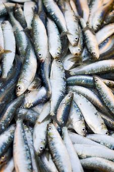 Fresh Sardines In Market Royalty Free Stock Images Fresh Sardines In Market Royalty Free Stock Images