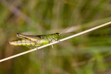 Grasshopper On Grass Stock Image Grasshopper On Grass Stock Image