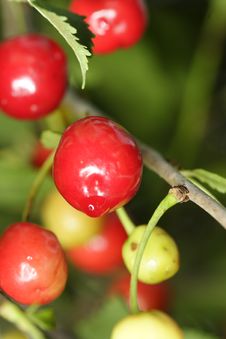 Sour Cherries Royalty Free Stock Photos Sour Cherries Royalty Free Stock Photos