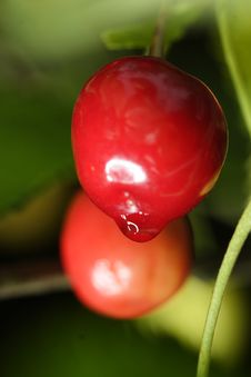Sour Cherries Royalty Free Stock Photo