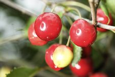 Sour Cherries Royalty Free Stock Photo