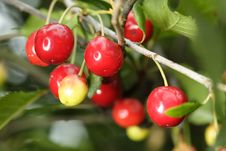 Sour Cherries Royalty Free Stock Photography Sour Cherries Royalty Free Stock Photography