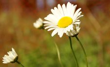 Chamomile Or Daisy Stock Images