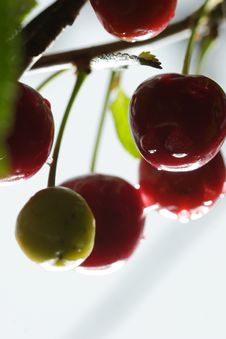 Sour Cherries Royalty Free Stock Images