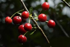 Sour Cherries Royalty Free Stock Images Sour Cherries Royalty Free Stock Images