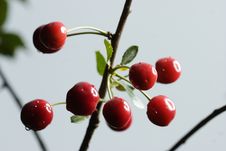 Sour Cherries Stock Photos Sour Cherries Stock Photos