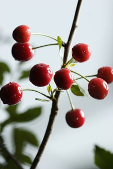Sour Cherries Royalty Free Stock Images Sour Cherries Royalty Free Stock Images