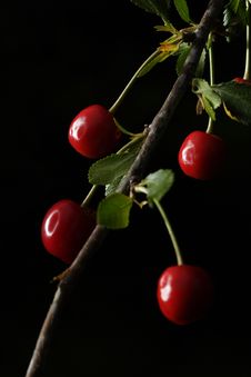 Sour Cherries Stock Photo