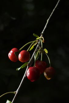 Sour Cherries Stock Photography Sour Cherries Stock Photography