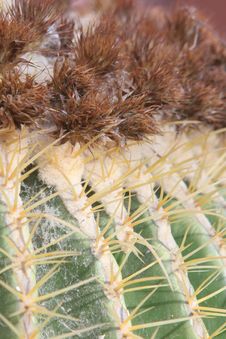 Cactus With Yellow Spines Royalty Free Stock Image
