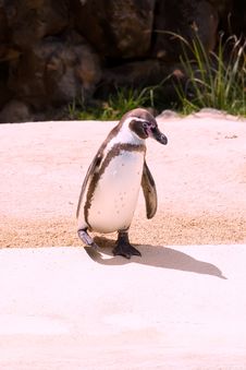 Humboldt Penguin Stock Images Humboldt Penguin Stock Images