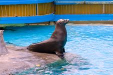 Sea Lion King Royalty Free Stock Photo Sea Lion King Royalty Free Stock Photo