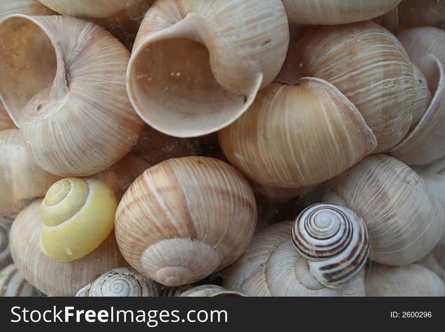 Snail shell