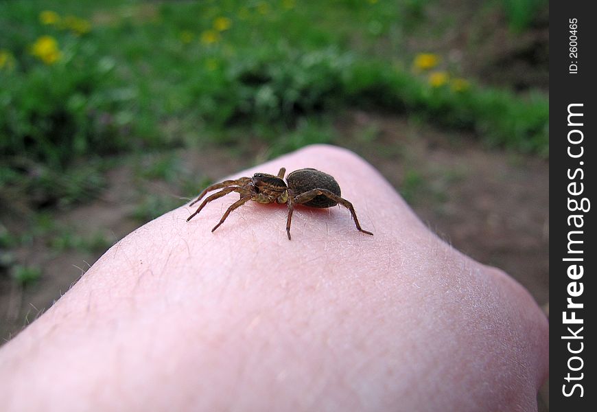 Spider On The Hand