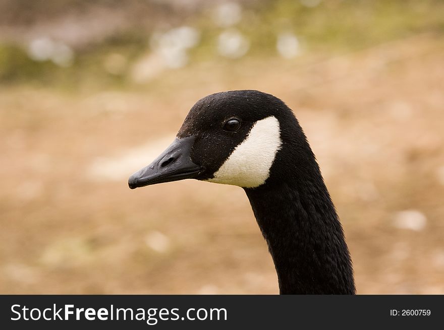 Closeup Of Brant Goose