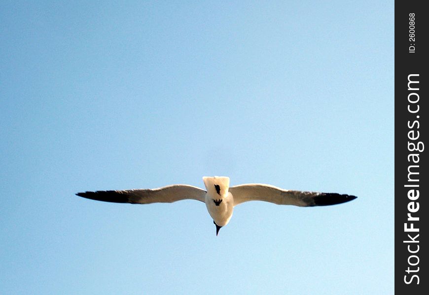 A lone seagull flying towards the sea.