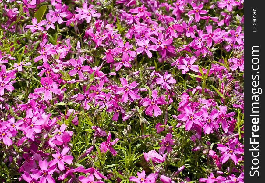 Violet flowers background spring view