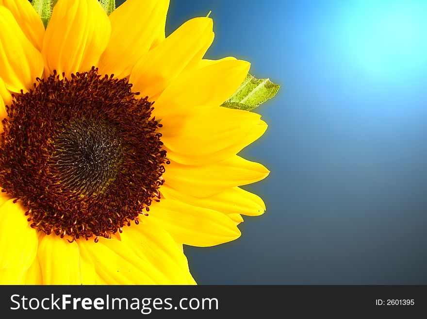Beautiful sunflower with lighting background. Beautiful sunflower with lighting background