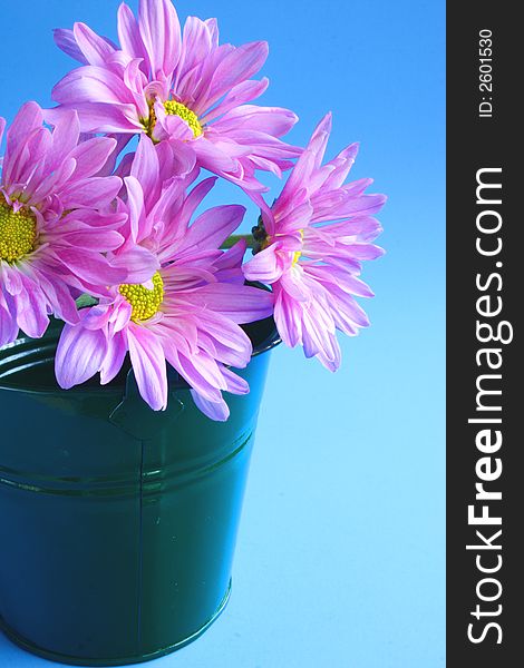 Pink flowers and green bucket with blue background